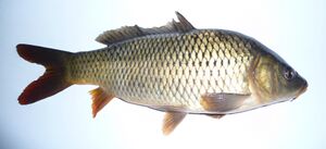 Cyprinus carpio 2008 G1.jpg