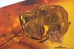 GZG-BST04458 Glaphyromyrmex oligocenicus.jpg
