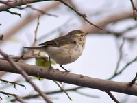Greenish Warbler I IMG 0565.jpg
