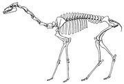 Large scott oxydactylus.jpg