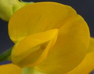 Lathyrus pratensis ENBLA07.jpg