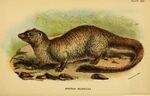 Lydekker - Egyptian Mongoose.jpg