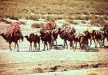 Nomades Algérie.jpg