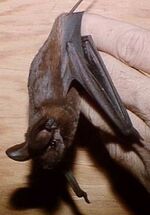 Nyctinomops macrotus.jpeg