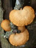 Polyporus alveolaris.jpg