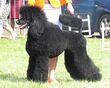 Poodle Grand 2 Moletai May 2014.jpg