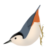 Sitta leucopsis.png