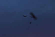 Standard-winged Nightjar - Gambia 17 CD5A0784 (32608656876).jpg