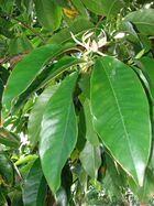 Starr 070320-5726 Michelia x alba.jpg