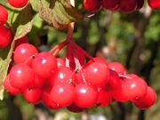 Viburnum opulus berries Moscow region2005.jpg