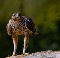 Aguila perdicera.jpg