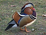 Aix galericulata (wild living in Warsaw).JPG