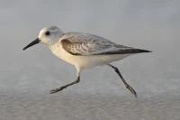 Calidris-alba-001.jpg
