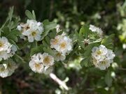 Crataegus aronia 1.JPG