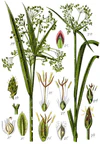Cyperaceae spp Sturm13.jpg