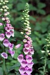 Digitalis purpurea 01.jpg