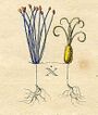 Ehret-Methodus Plantarum Sexualis-X.jpg