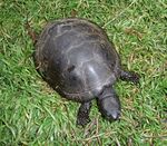 Emys orbicularis 2009 G1.jpg