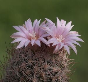 Escobaria chihuahuensis subsp. chihuahuensis (8754420622).jpg