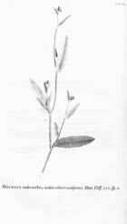 Hortus Cliffortianus (TAB. XII) BHL396987.jpg