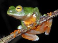 Hyperolius molleri 1.jpg