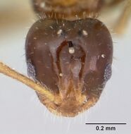 Monomorium talbotae casent0103531 head 1.jpg