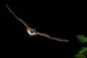 Myotis-blythii.jpg