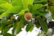 Neolamarckia cadamba - Leichhardt pine, Burrflower tree, Kadam. (sorting out).jpg