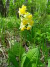 Primula macrocalyx Stolby.jpg