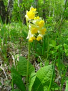 Primula macrocalyx Stolby.jpg