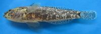 Proterorhinus nasalis.jpg