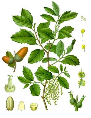 Quercus suber - Köhler–s Medizinal-Pflanzen-254.jpg