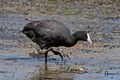 Red-knobbed coot (Fulica cristata) non-breeding.jpg