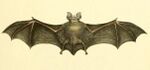 Rhinolophus clivosus.jpg
