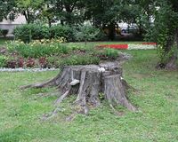 Stump of Elm on Povarskaya Street.jpg