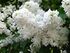 Syringa 'Sovetskaya Arktika' 02.jpg
