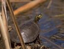 Terrapene sierschildpad Chrysemys picta.jpg