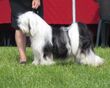 Tibetan terrier Moletai May 2014 2.jpg