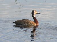 White-faced whistling duck Nairobi NP.JPG