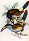 Andigena laminirostris-Gould.jpg