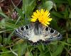 Archon apollinus bellargus 1.jpg