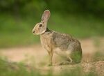 Black naped hare photographed in Yala National Park.jpg