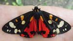 Callimorpha.dominula.jpg