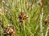 Carex maritima.JPG