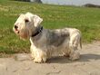 Cesky-terrier-144741 640.jpg