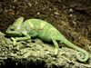 Chamaeleo calyptratus Orchi 97.jpg