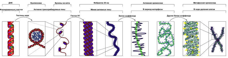 Chromatin Structures ru.png