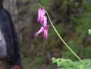 Dicentra eximia3.jpg