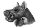 Epomophorus gambianus 2.png