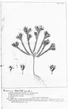 Hortus Cliffortianus (TAB- XXXV) BHL397282.jpg